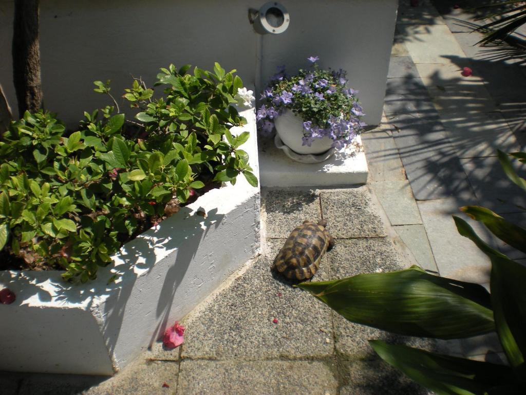 Manolis' House Apart otel İskados Dış mekan fotoğraf